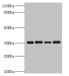 PDXK antibody