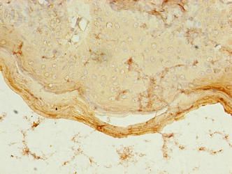 PDZD3 Antibody