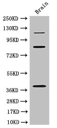 PDZRN3 antibody