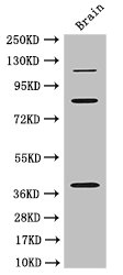 PDZRN3 Antibody