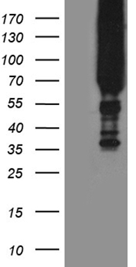 ETV4 Antibody