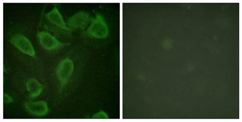 CD31 (phospho-Tyr713) antibody