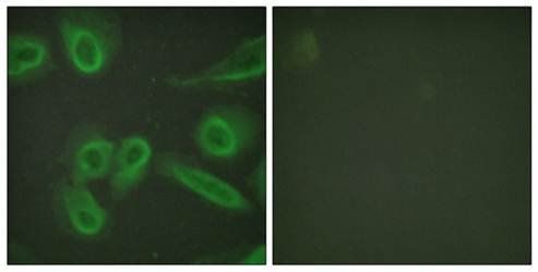 PECAM-1 (Ab-713) Antibody