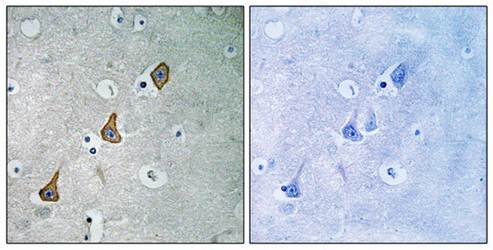 CD31 antibody