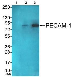 PECAM-1 (Ab-713) Antibody