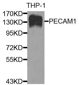 PECAM1 antibody