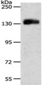 PECAM1 Rabbit Polyclonal Antibody