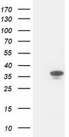 PECR Antibody