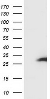 PECR Antibody