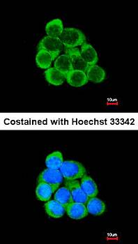 PECR antibody