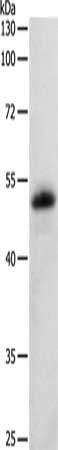 SERPINF1 Antibody