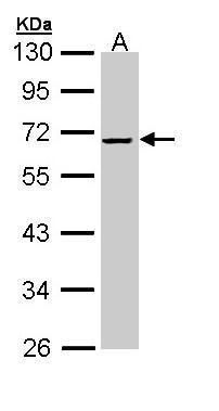 Alpha 2 Antiplasmin antibody [N3C3]