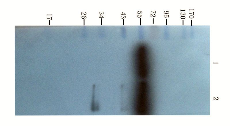 PEDF antibody