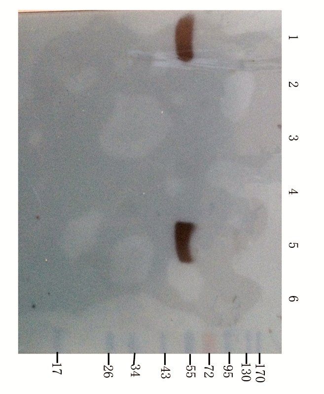 PEDF antibody