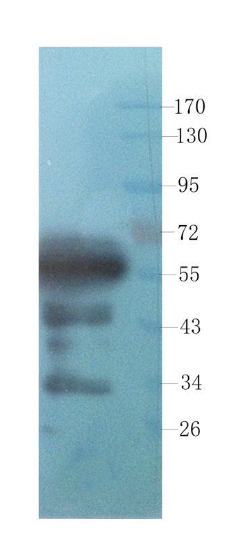 PEDF antibody