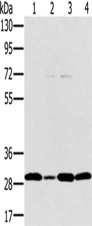 PEF1 antibody