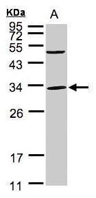 PEF1 antibody