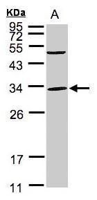 PEF1 antibody [N2C3]