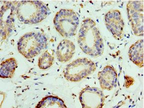 PELI1 Antibody