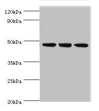 PELI1 Antibody