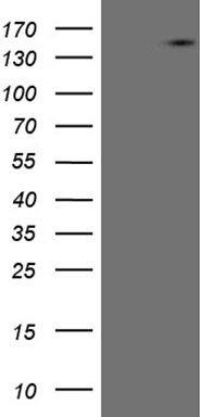 Pellino 1 Antibody