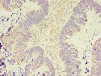 PELO Antibody