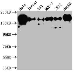 PELP1 Recombinant Monoclonal Antibody