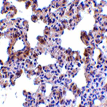 PEN2 Antibody