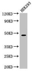 PEPD antibody