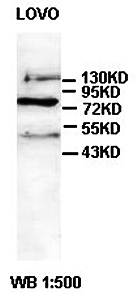 PepT1 Rabbit Polyclonal Antibody