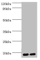 PPIA Antibody