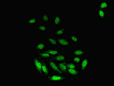 Peptidyl-prolyl cis-trans isomerase FKBP3 antibody