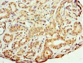 Peptidyl-prolyl cis-trans isomerase FKBP3 antibody