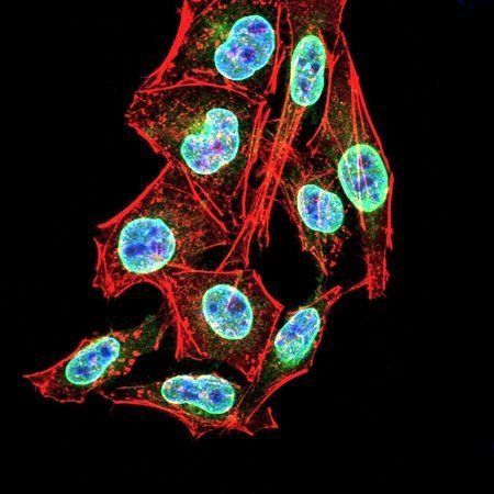 PER3 Antibody