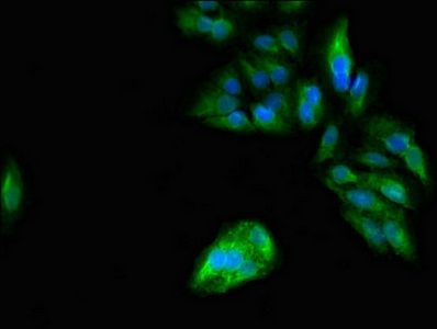 PER3 Antibody
