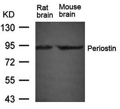 Periostin Antibody