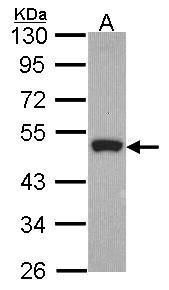 OTUB1 antibody [N1C1]