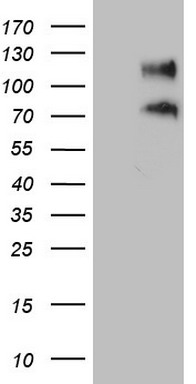 PRPH Antibody