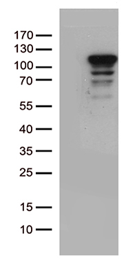 PRDX5 Antibody