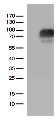PRDX5 Antibody