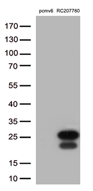 PRDX6 Antibody