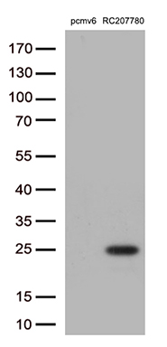 PRDX6 Antibody