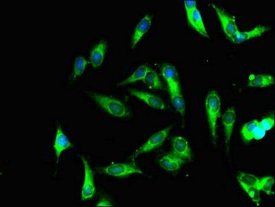 PET100 Antibody