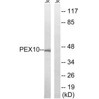 PEX10 Antibody