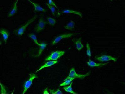 PEX11B Antibody