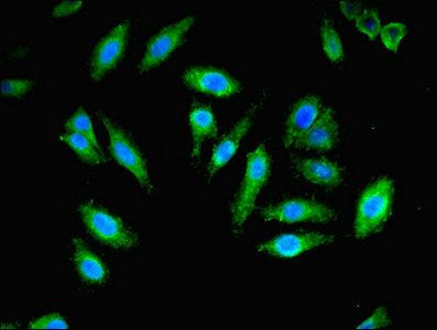 PEX11B Antibody