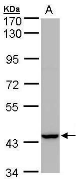 PEX13 antibody [C3], C-term
