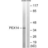 PEX14 antibody