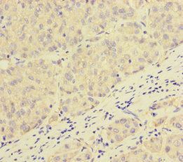 PEX16 Antibody