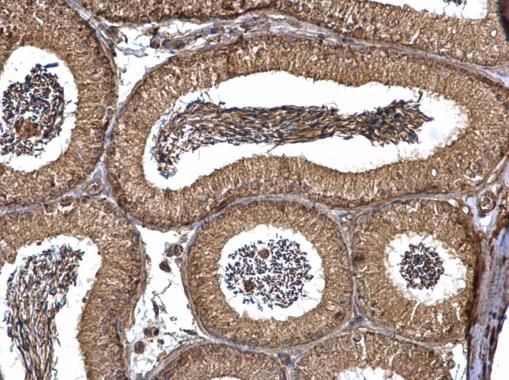 PEX19 antibody